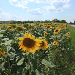 Maison am Liesingbach Lage und Umgebung Sonnenblumen